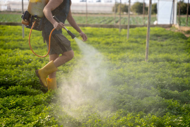 Best Ant Control Services  in Temple, GA