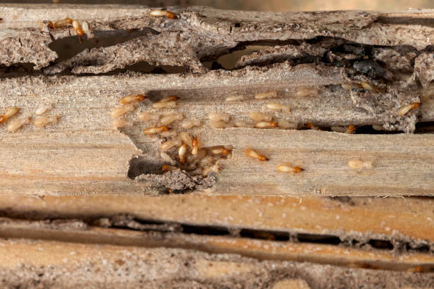 Wildlife Control Services in Temple, GA