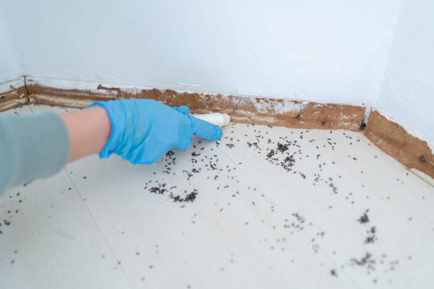 Best Pest Removal Services  in Temple, GA
